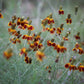 mexican hat