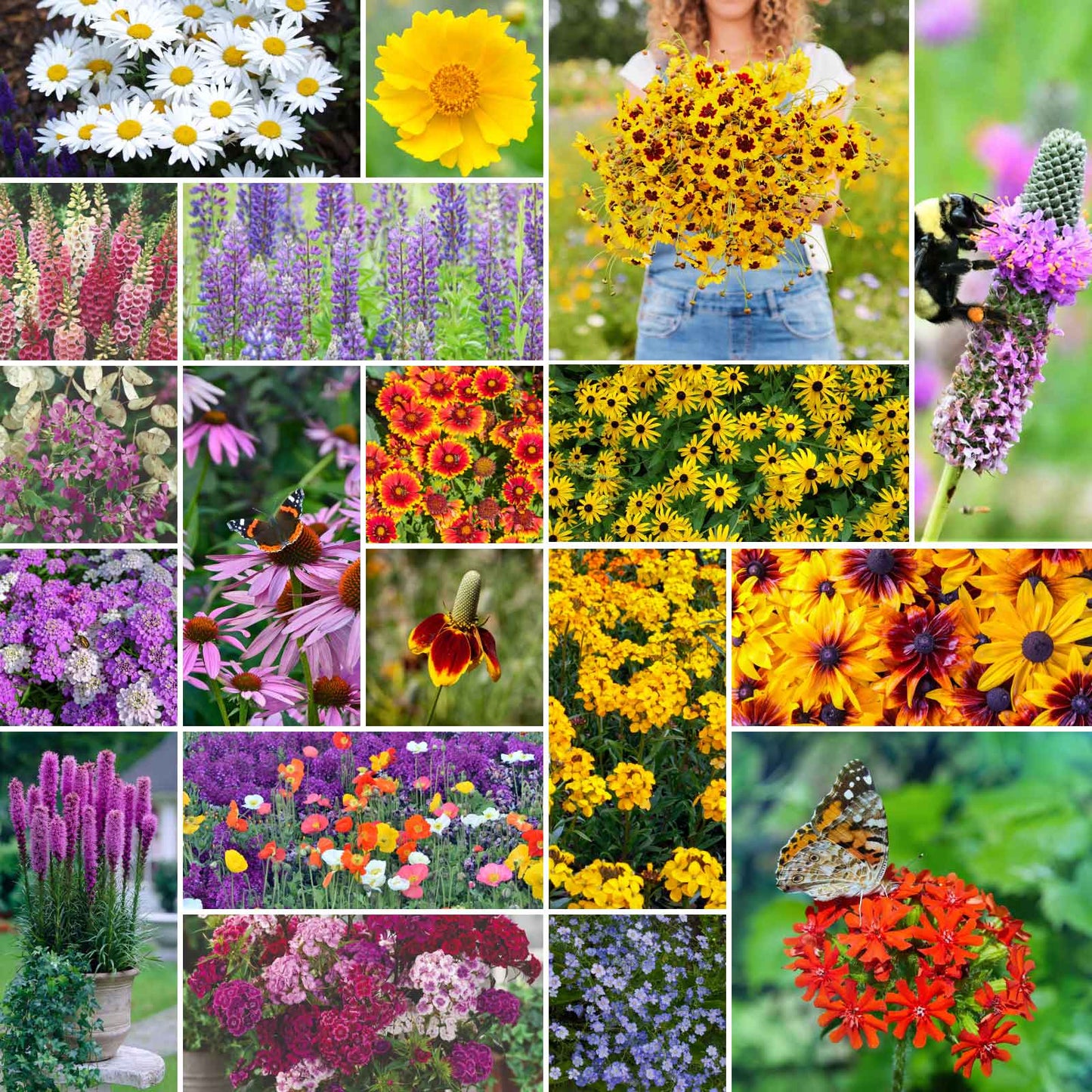 all perennial wildflower mix