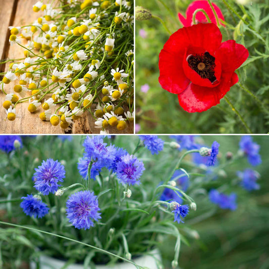 field of dreams wildflower mix