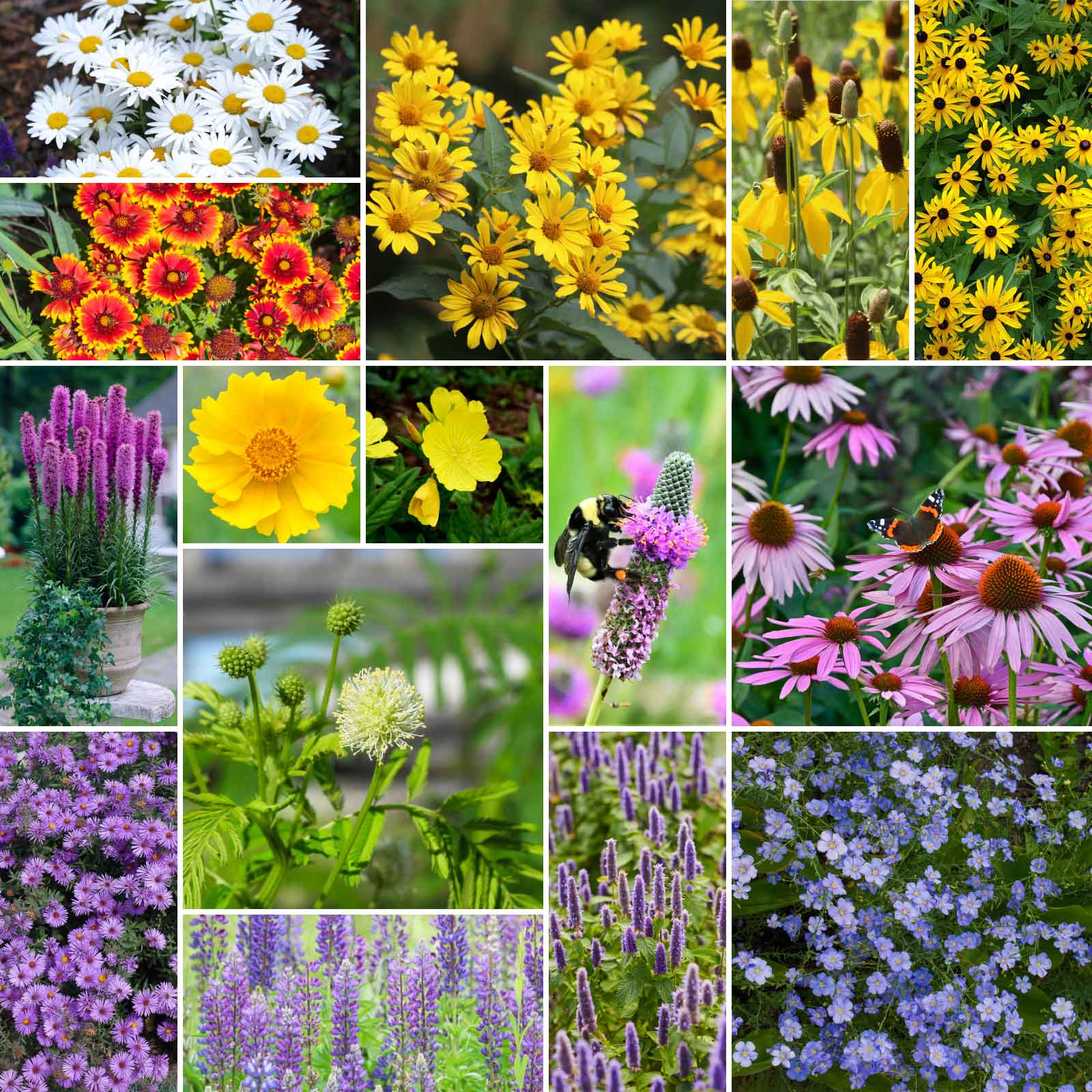 midwest all perennial wildflower mix