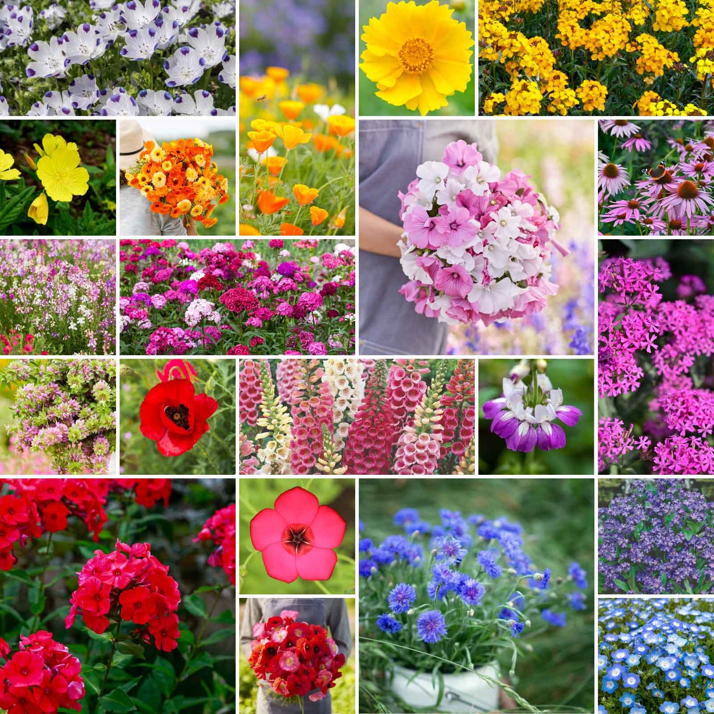 partial shade wildflower mix