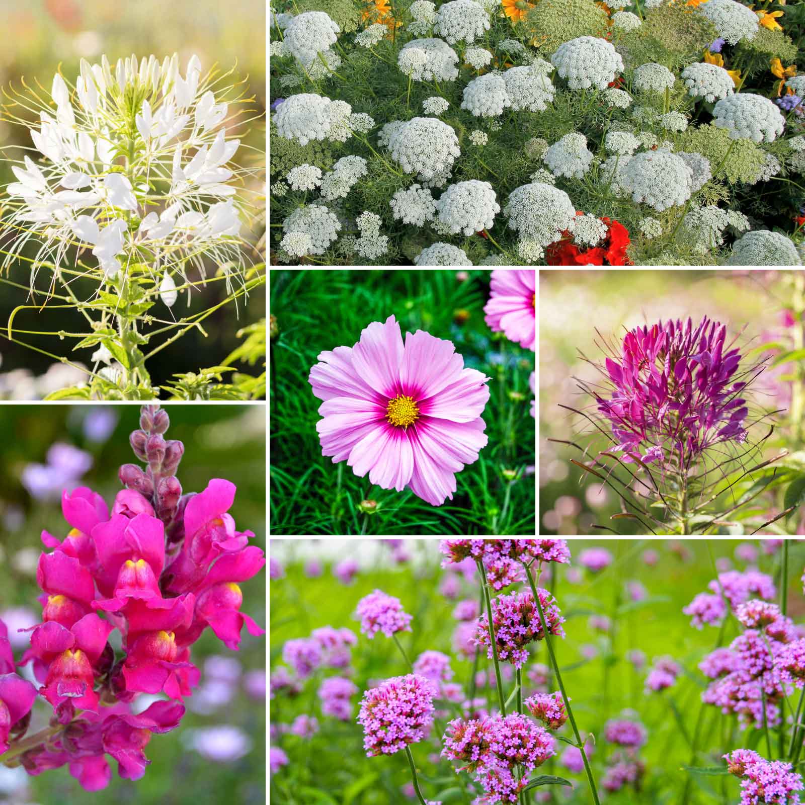 vintage lace wildflower mix