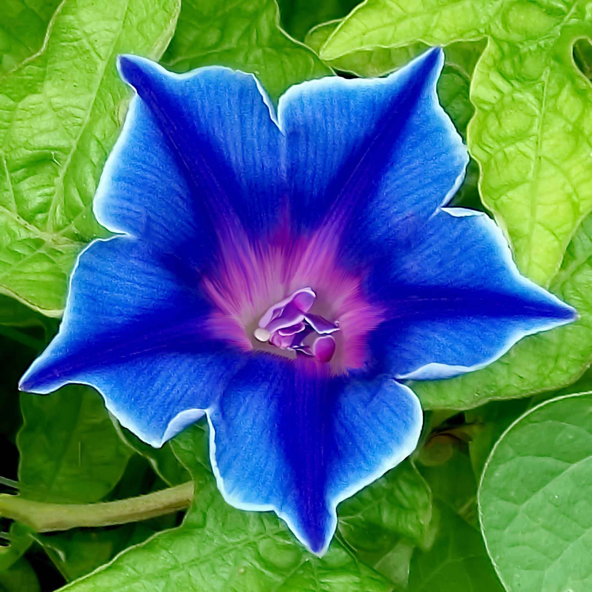 morning glory blue picotee