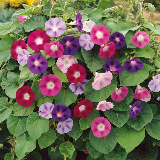 morning glory fieldgrown mix