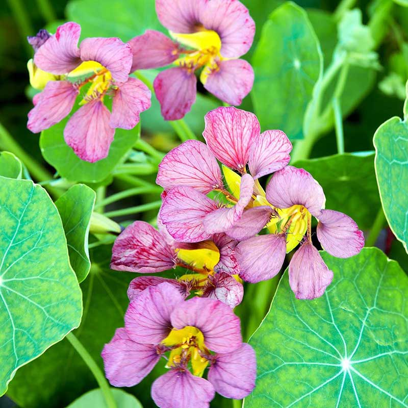 nasturtium purple emperor