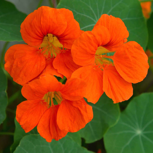 nasturtium spitfire