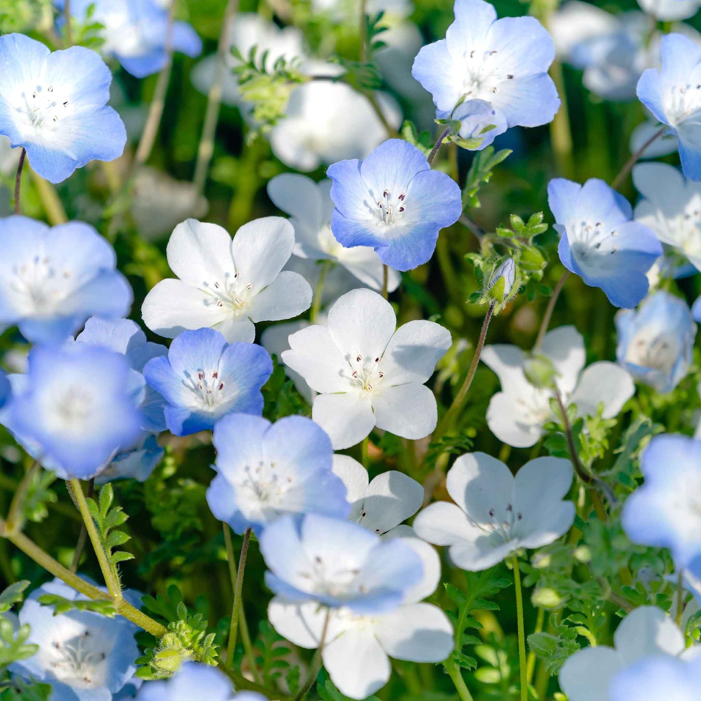 nemophila snow white