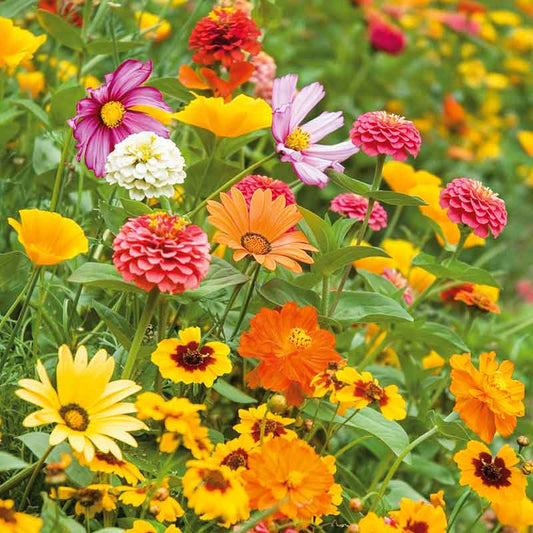 orange sherbet flower seed mix