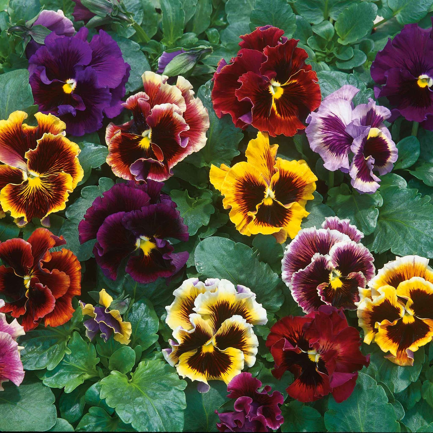 pansy rococo mix