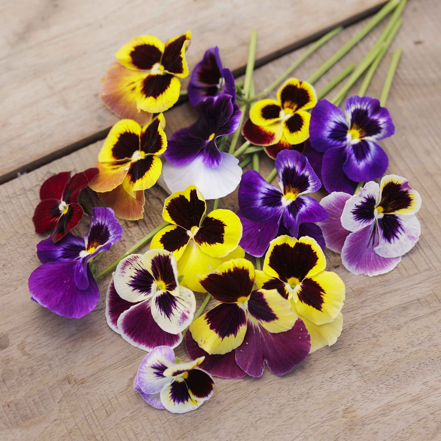 pansy swiss giant mix