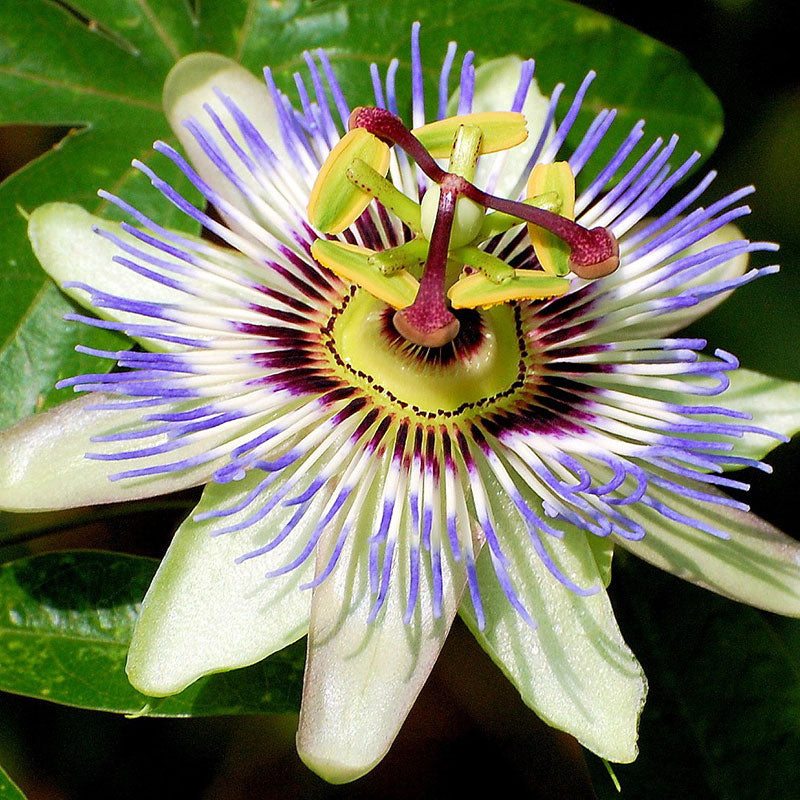 Passiflora Seeds | Bulk Flower Seeds | Bulk Wildflowers