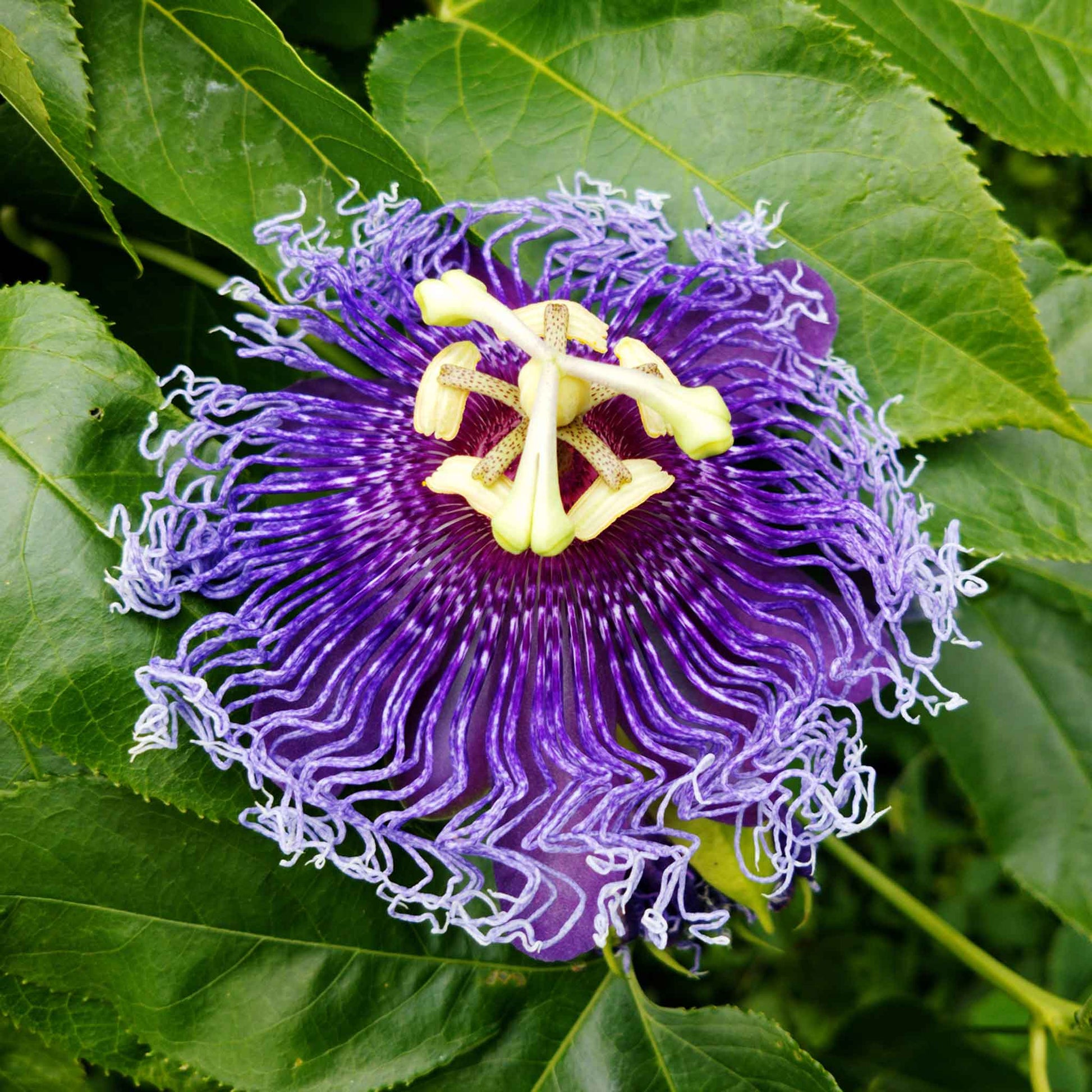 passiflora purple passion flower