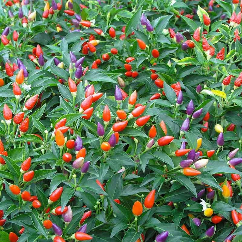 pepper ornamental mix | copyright: Floramedia UK Ltd