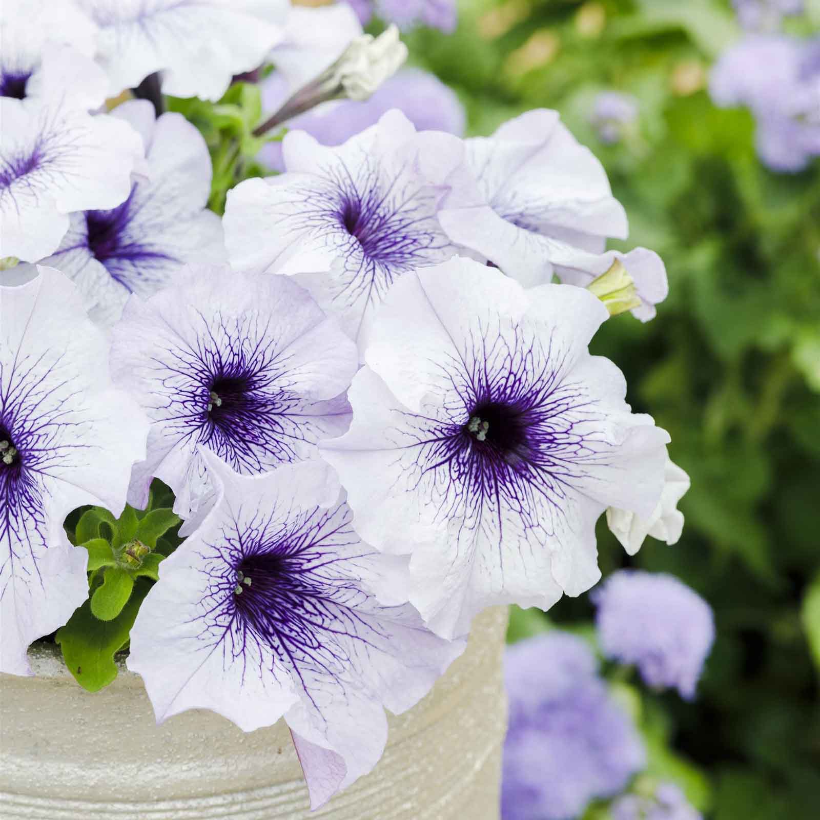 petunia silver blue