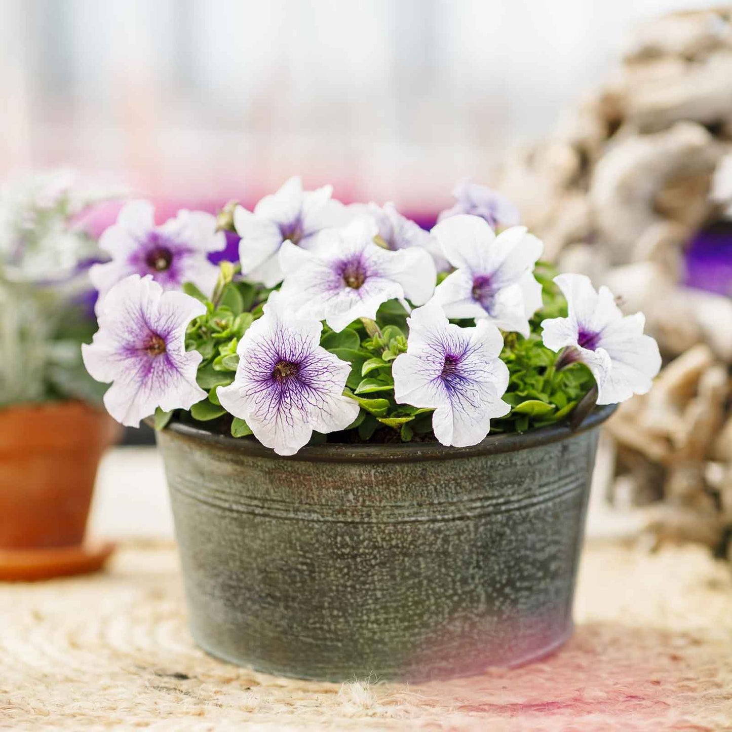 petunia silver blue