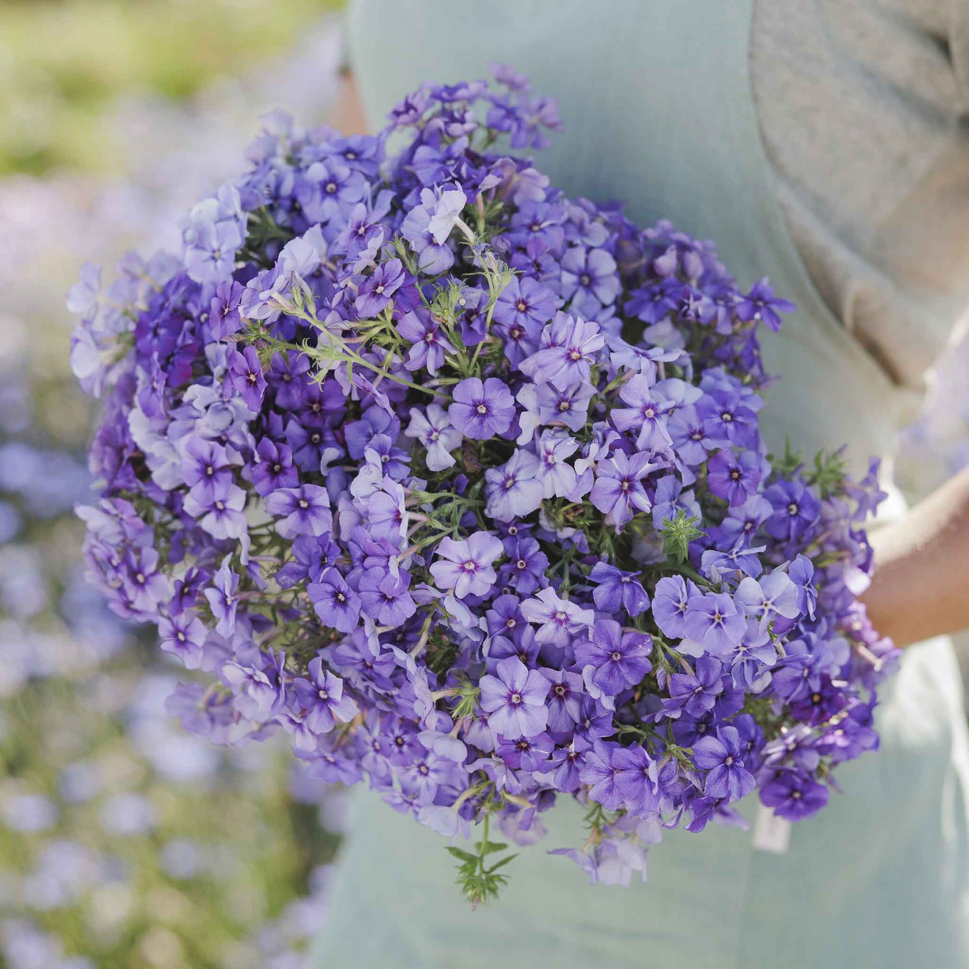 phlox beauty blue