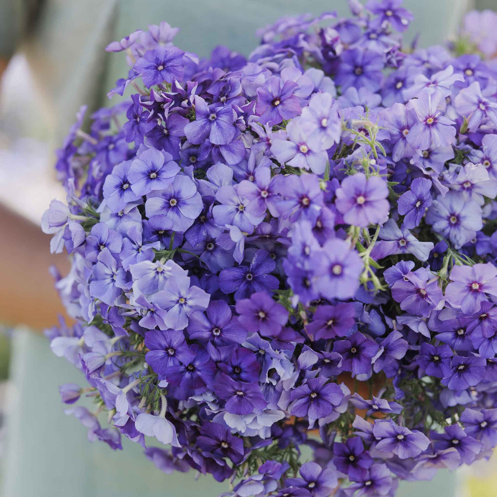 phlox beauty blue