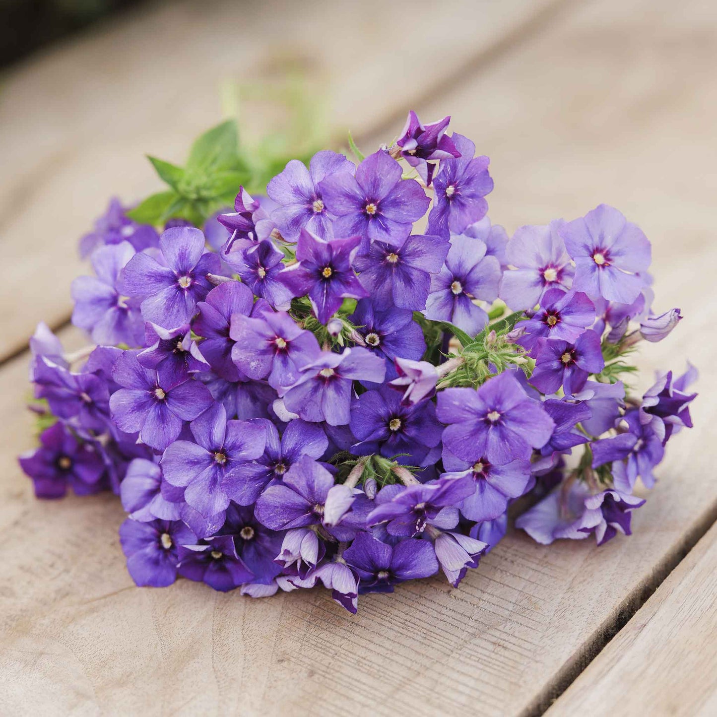 phlox beauty blue