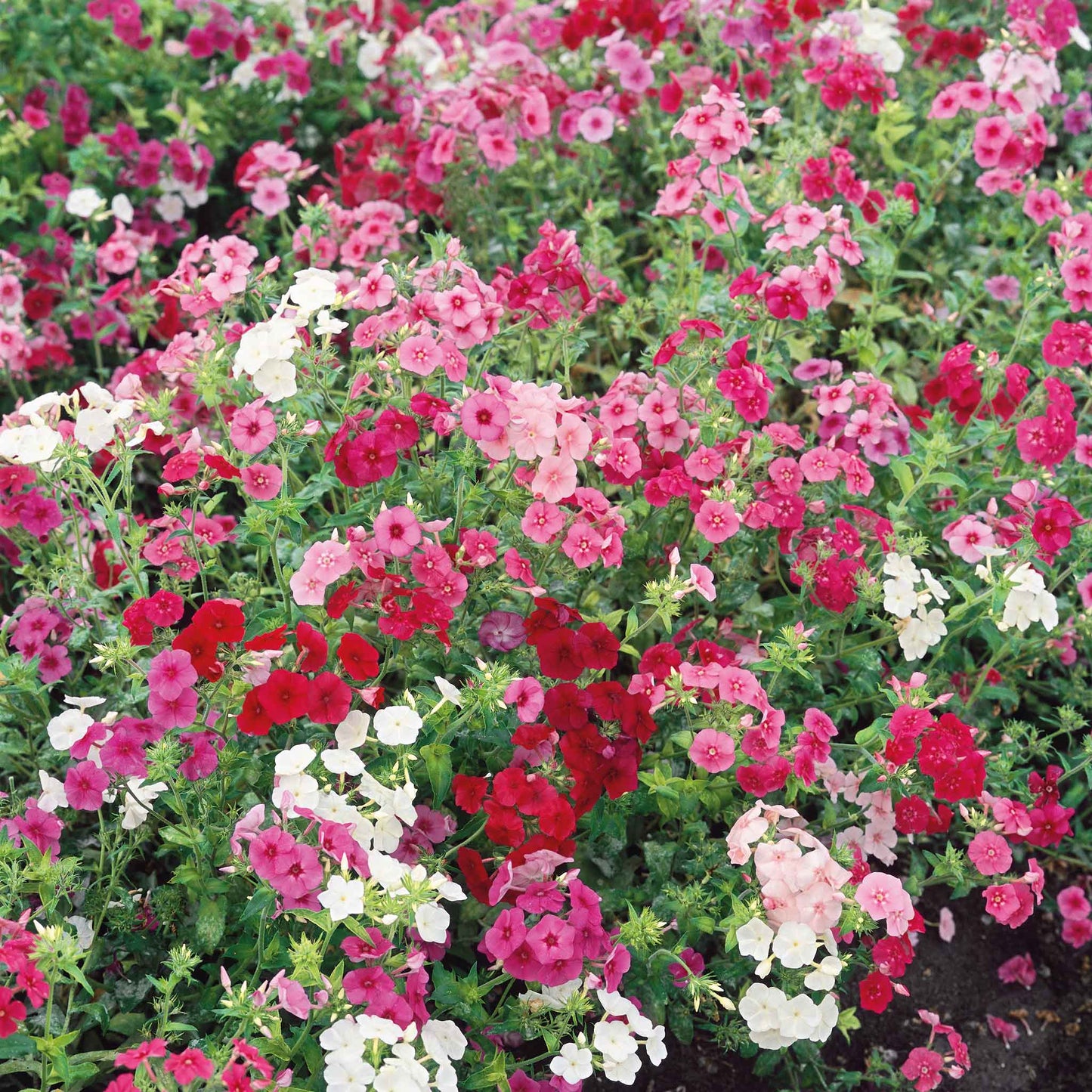 phlox dwarf mix