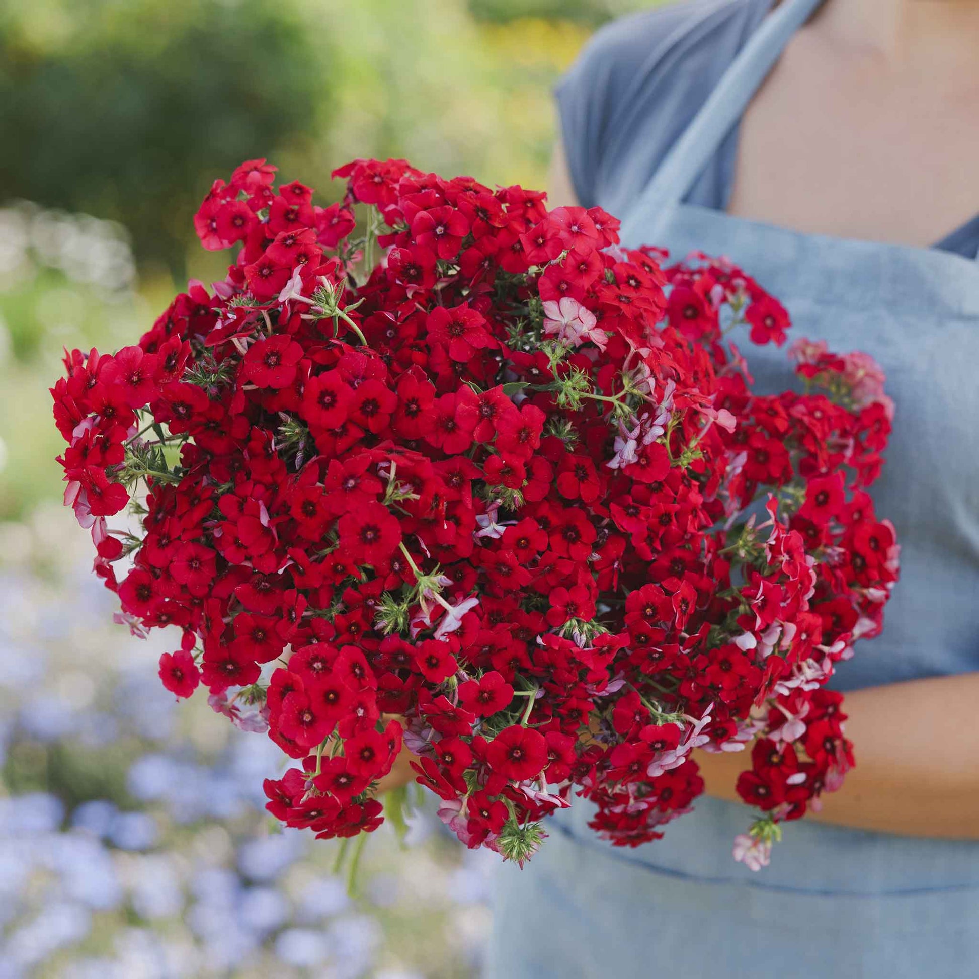 phlox red