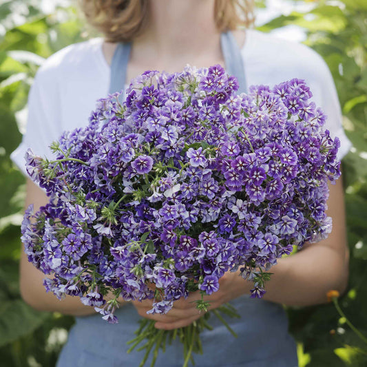 phlox sugar star