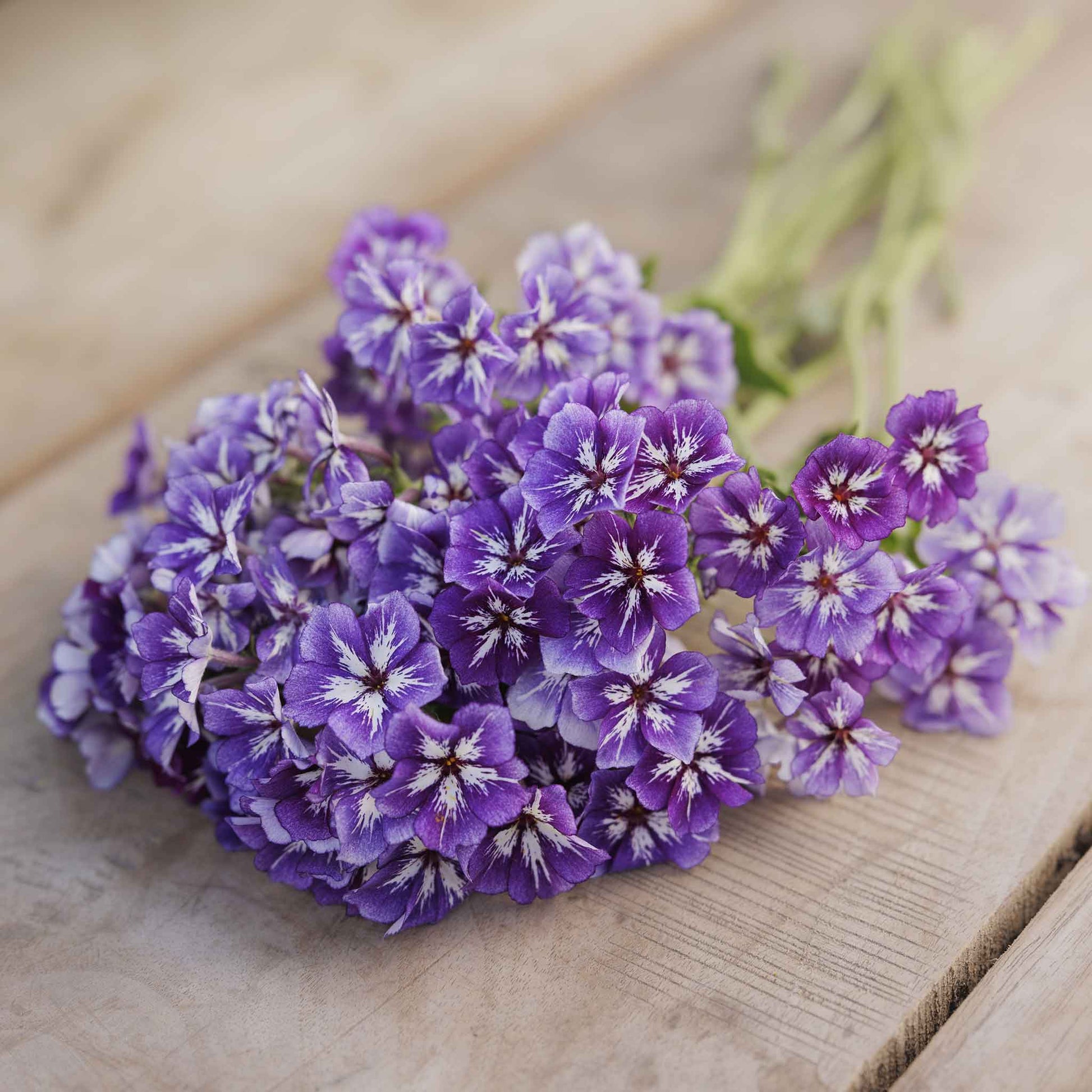 phlox sugar star