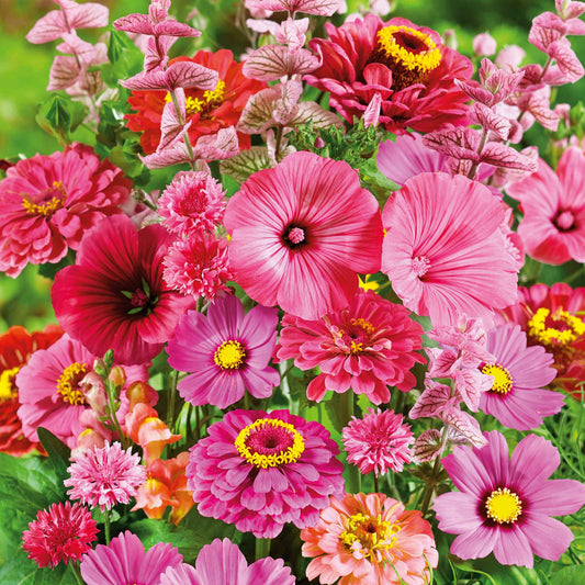 pink perfection flower seed mix