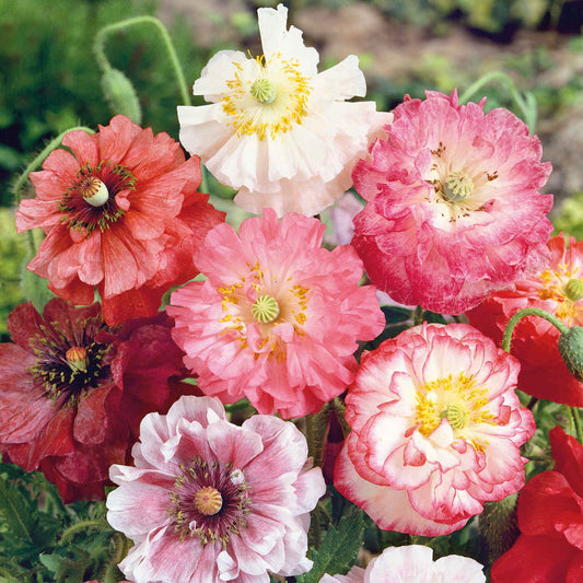 poppy angels choir