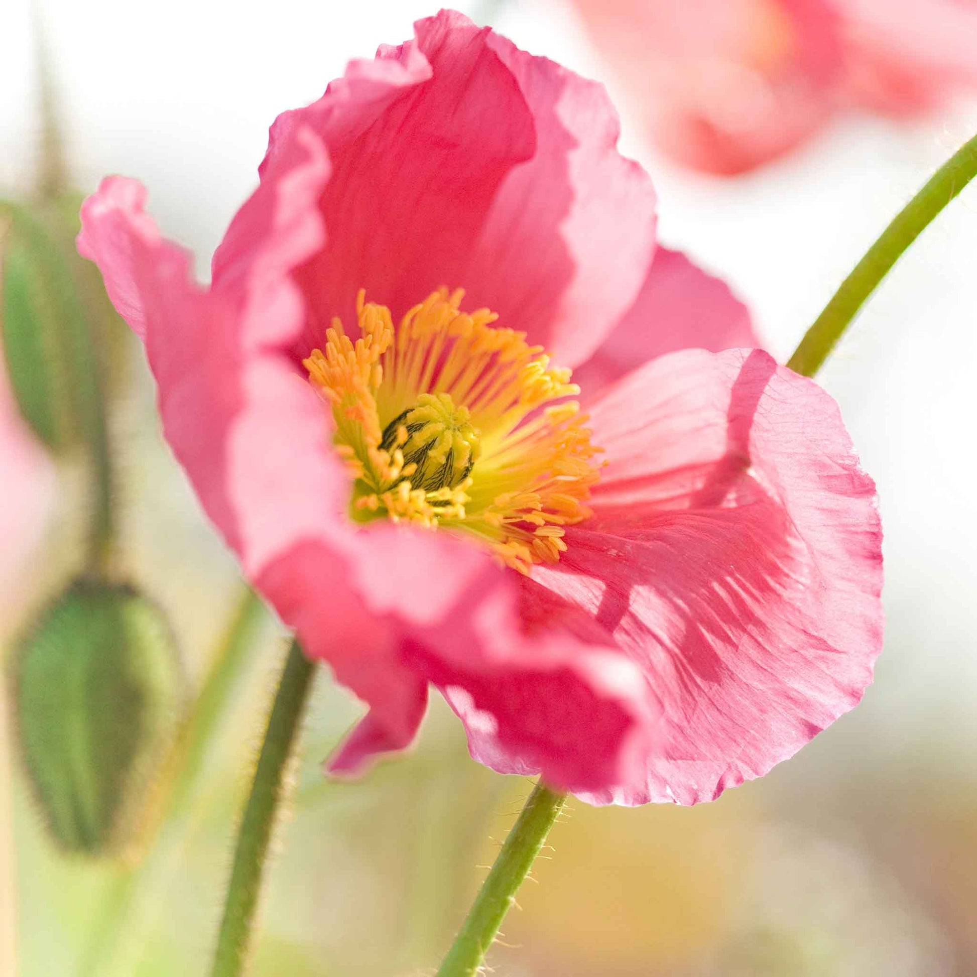 poppy champagne bubble pink