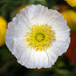 poppy champagne bubble white