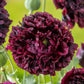 poppy double black  | copyright: Floramedia UK Ltd