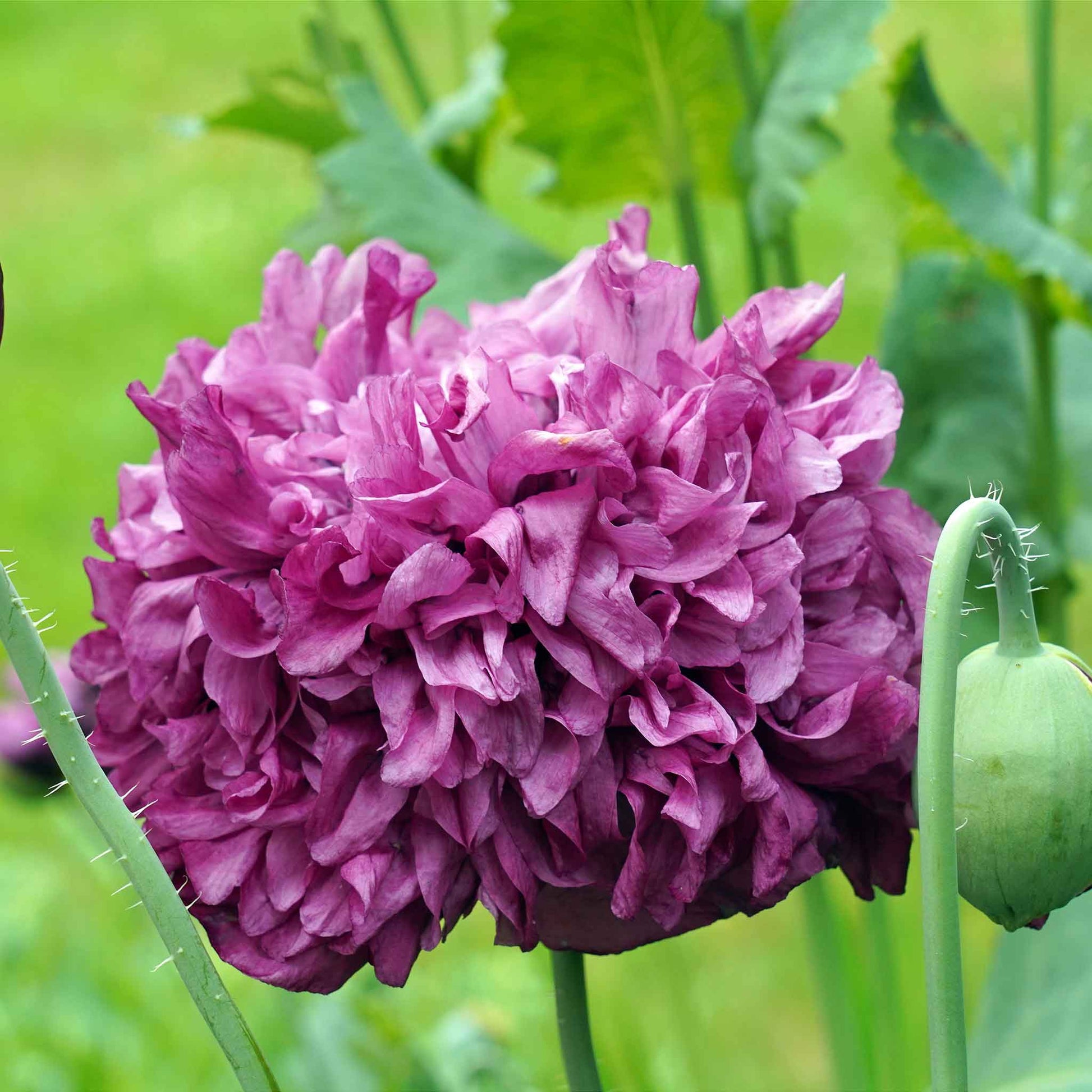 poppy double purple