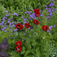 poppy lady bird