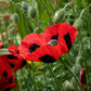 poppy lady bird