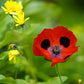 poppy lady bird