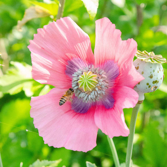 poppy pepperbox