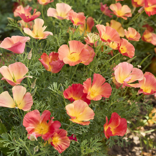 poppy thai silk strawberry field