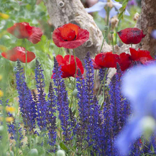 poppy turkish tulip