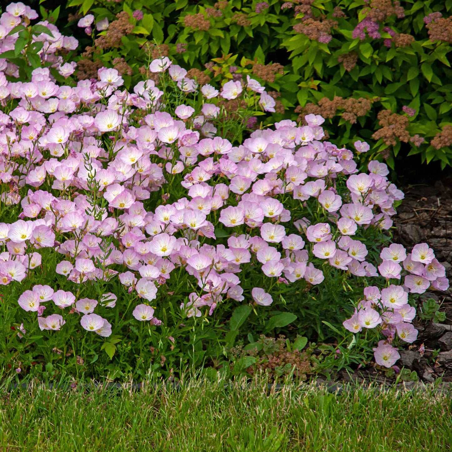 primrose showy evening