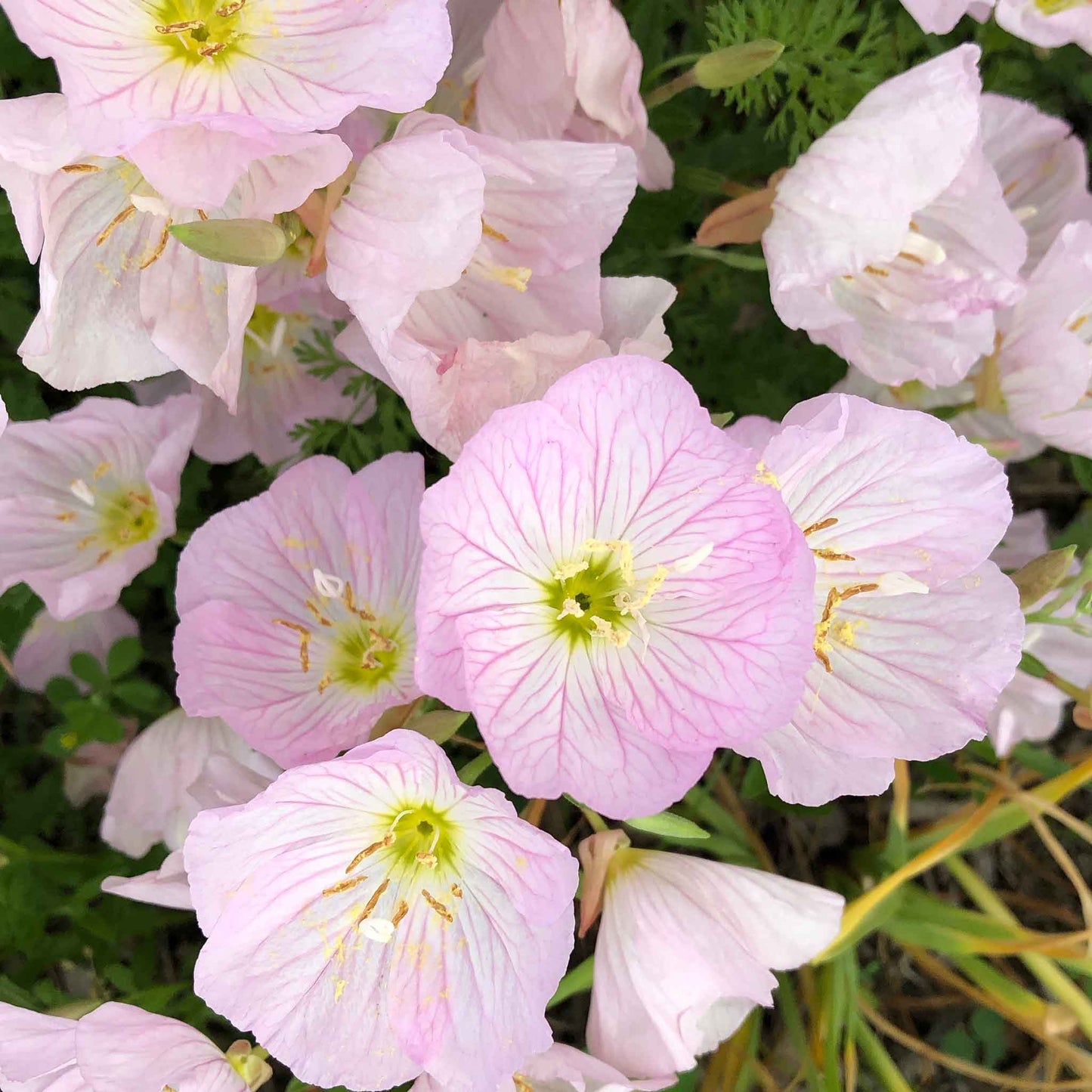 primrose showy evening