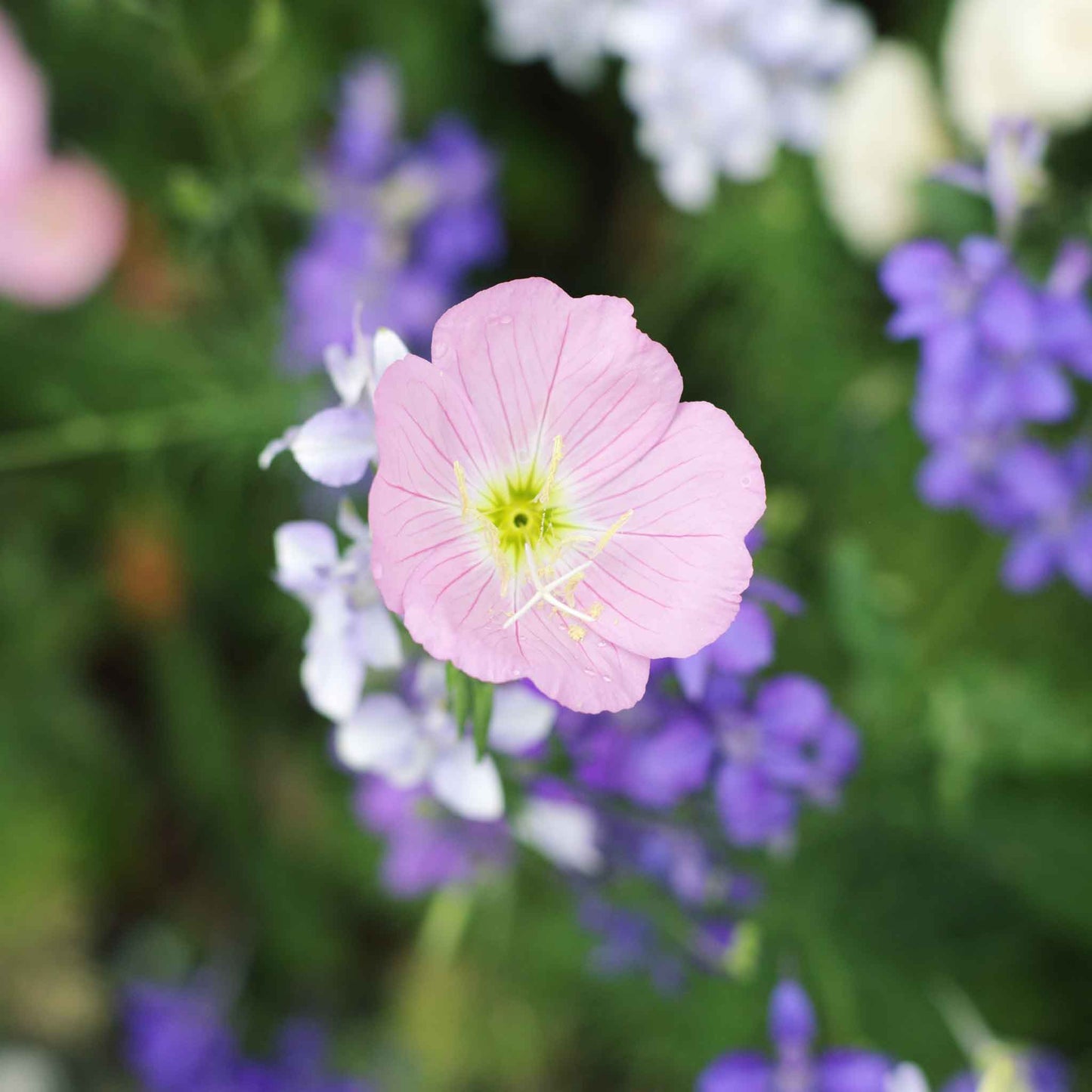 primrose showy evening