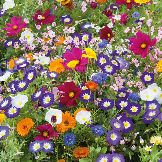 royal meadow flower mix