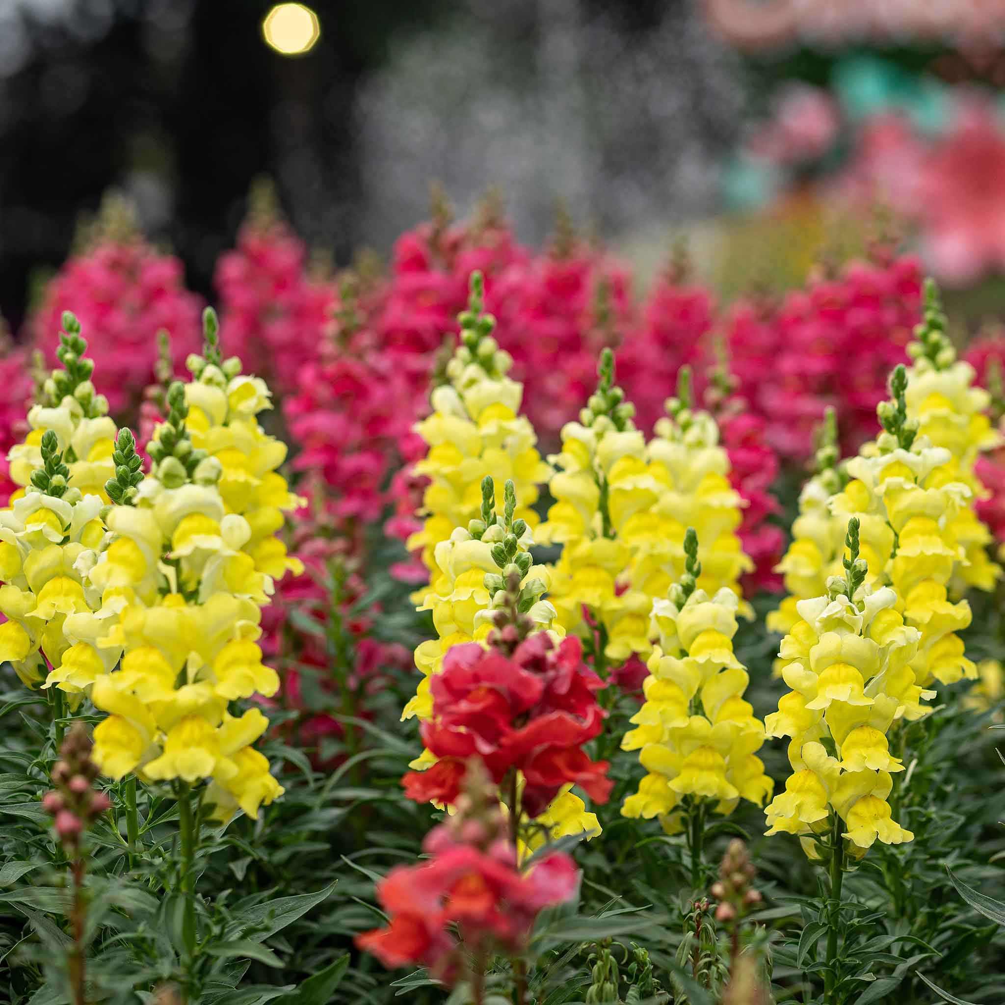 Bulk Snapdragon Seeds - Sonnet Yellow | Bulk Wildflowers