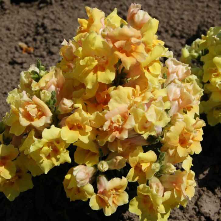 snapdragon twinny yellow shades