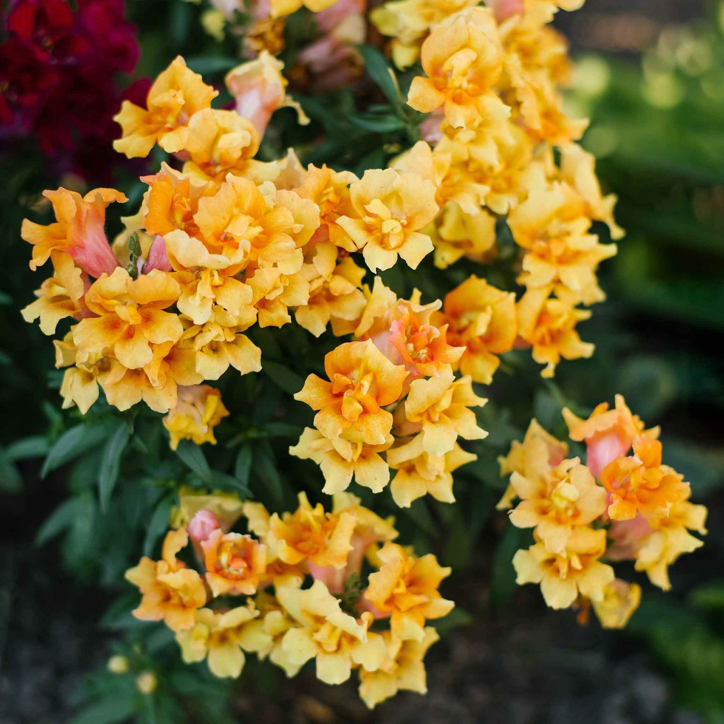 snapdragon twinny yellow shades