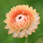 strawflower king salmon