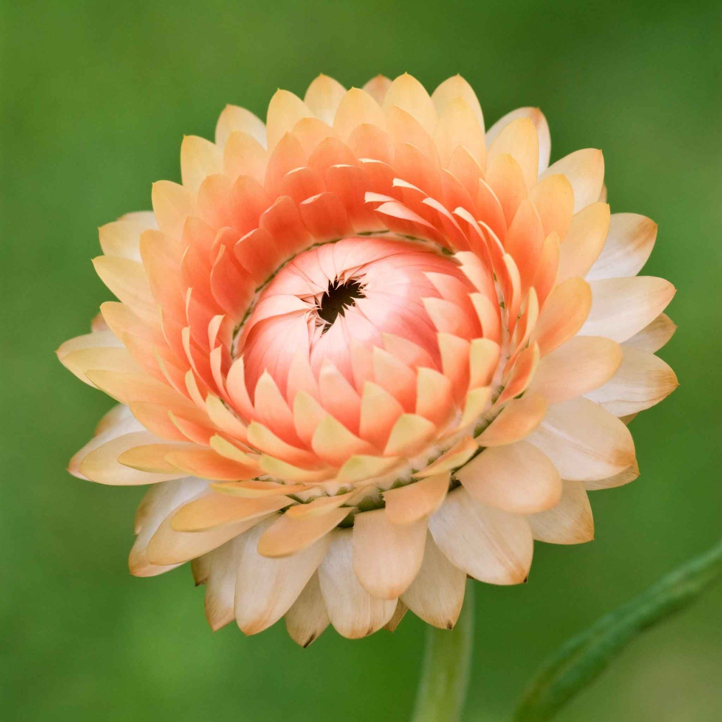 strawflower king salmon