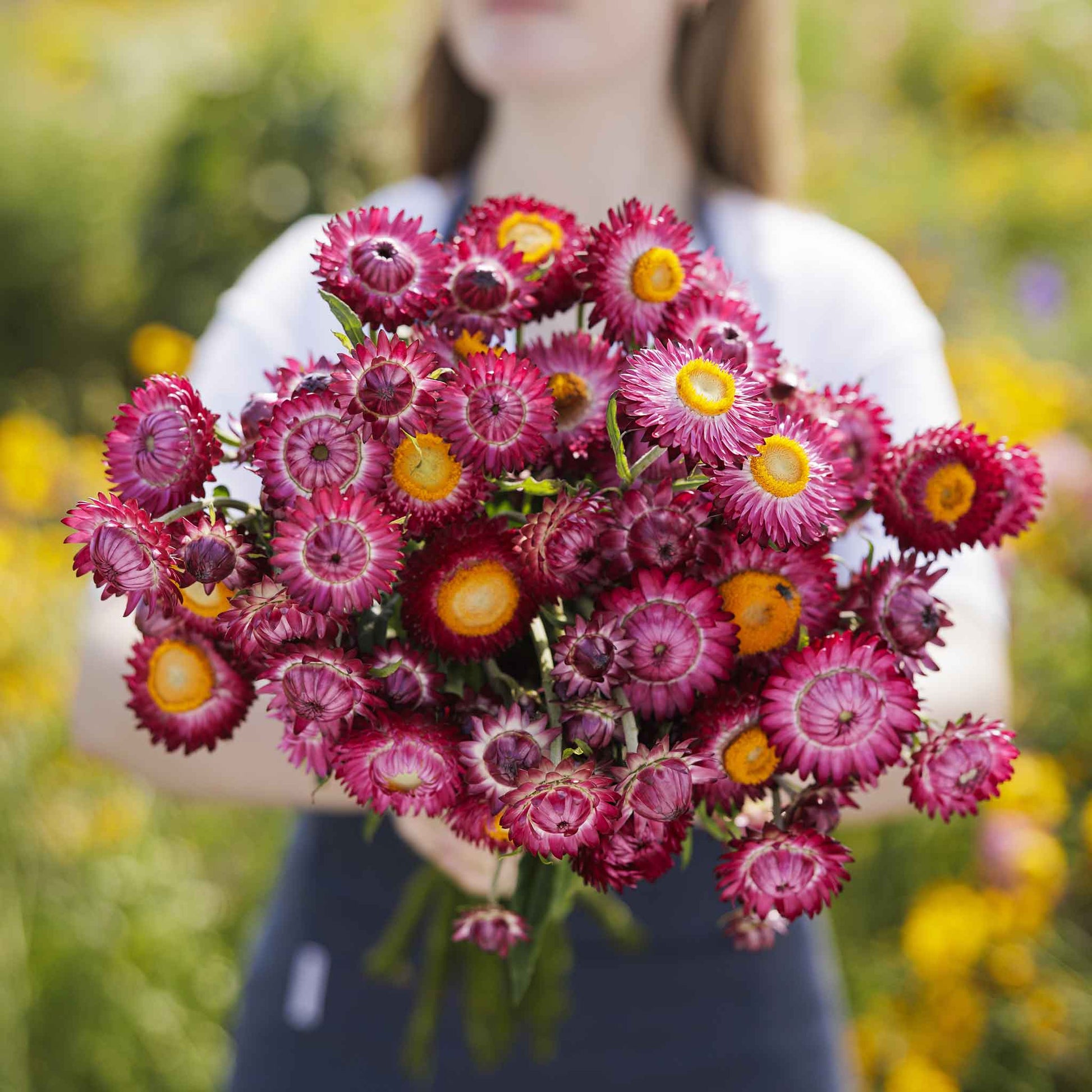 strawflower purple red