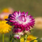 strawflower purple red