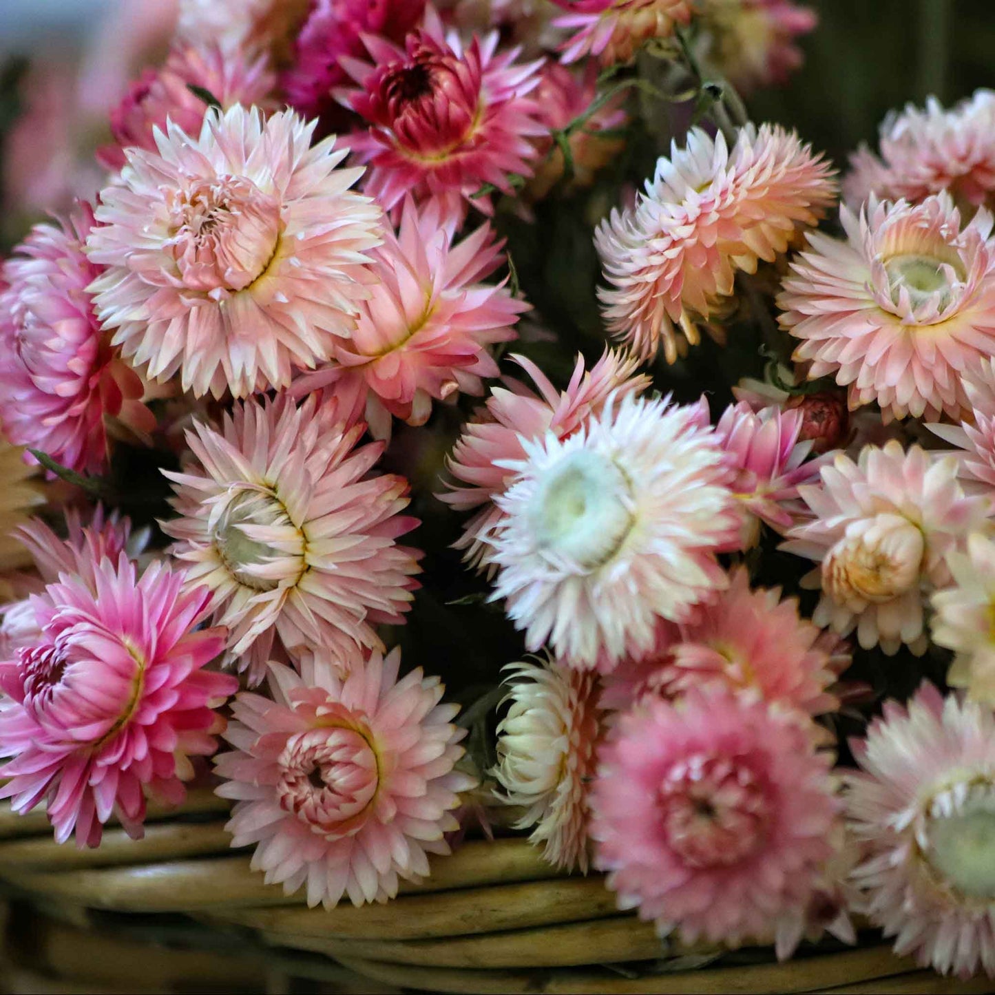 strawflower silvery rose